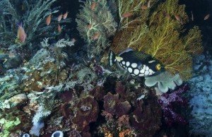 Keanekaragaman hayati di laut (dok. Greenpeace)