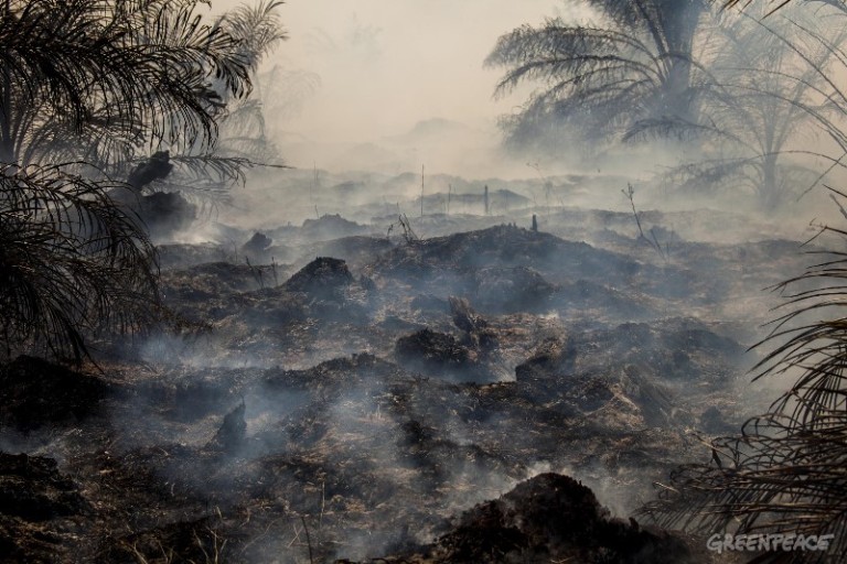 Kebakaran di lahan gambut. Greenpeace apreasia langkah pemerintah lindungi gambut atasi kebakaran hutan dan lahan (dok. greenpeace)