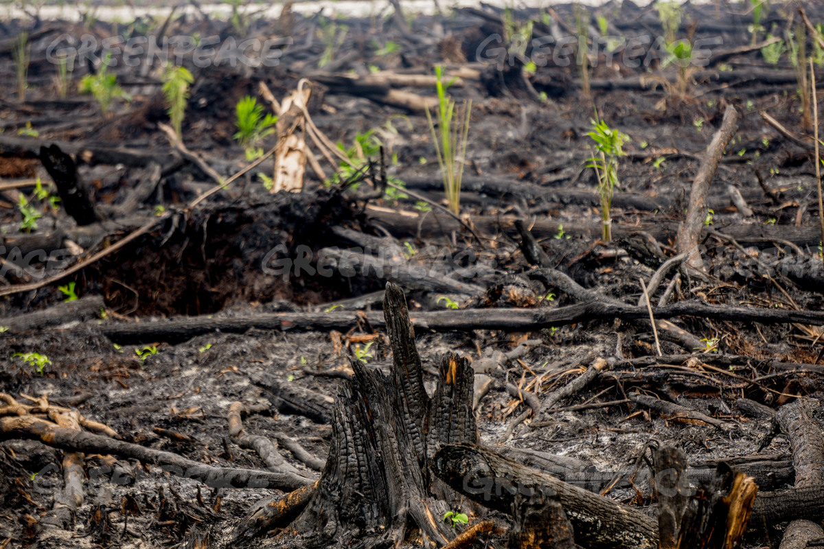 Bibit sawit ditanam di bekas lokasi kebakaran hutan dekat pusat konservasi orangutan Nyaru Menteng, Kalimantan Tengah (dok. greenpeace/Ardiles Rante)