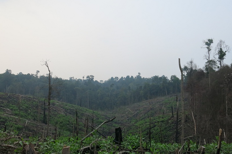 Indonesia harus menghentikan laju kerusakan hutan sebagai bukti komitmen perangi perubahan iklim (dok. wwf indonesia)
