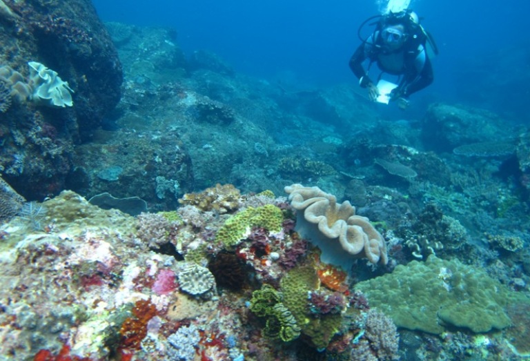 Kekayaan terumbu karang  Indonesia (dok. wwf.or.id)