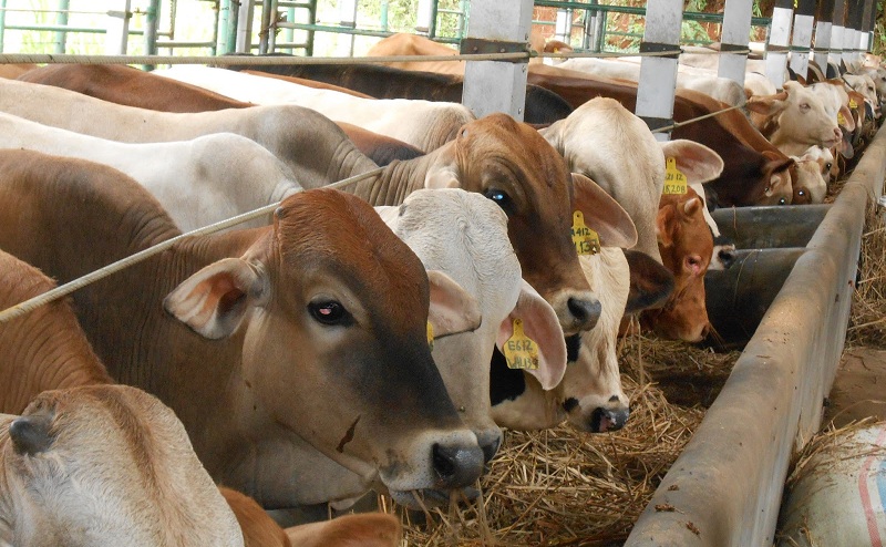 Peternakan sapi lokal. DPR minta pemerintah kembangkan peternakan sapi lokal (dok. lampungprov.go.id)
