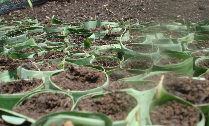 Polibag atau bekong tempat persemaian benih yang dibuat dari daun pisang menggantikan plastik (dok. villagerspost.com/rahmat adinata)