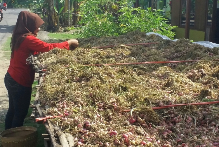 Petani menyiangi bawang hasil panen (dok. bojonegorokab.go.id)