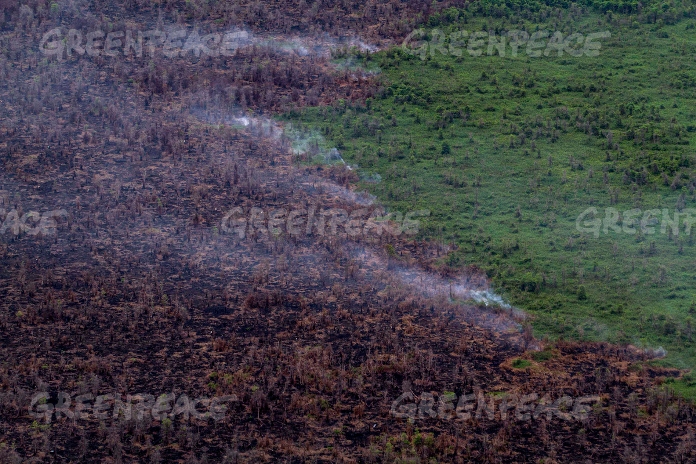 Asap mengepul dari lahan gambut di perbatasan lahan PT Berkat Nabati Sejahtera (IOI Group) di Ketapang, Kalimantan Barat (dok. greenpeace/ulet ifasanti)