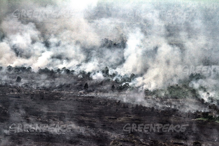 Lahan gambut yang terbakar di sebuah area konsesi gambut di Pangkalan Terap, Teluk Meranti, Pelalawan, Riau (dok. greenpeace/rony muharrman)