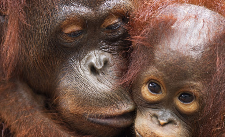 Orangutan Kalimantan (dok. wwf)