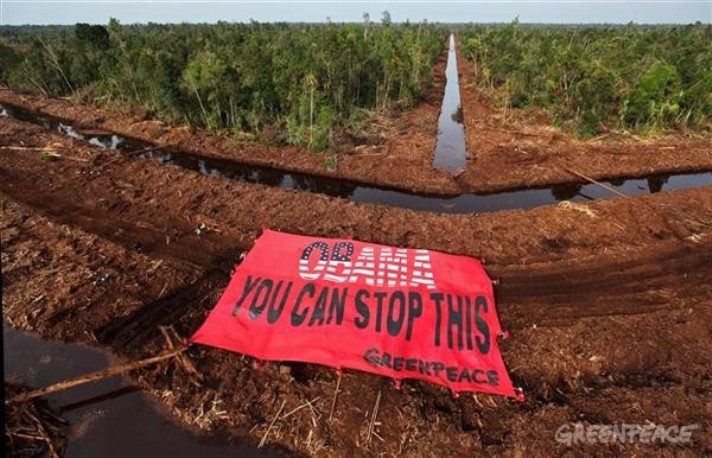 Kerusakan hutan gambut di Riau akibat pembukaan lahan gambut (dok. greenpeace)