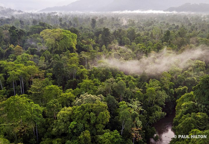 Kawasan Ekosistem Leuser, tempat terakhir di dunia dimana badak, gajah, orangutan dan harimau masih hidup bersama (dok. paul hilton/rainforest alliance)