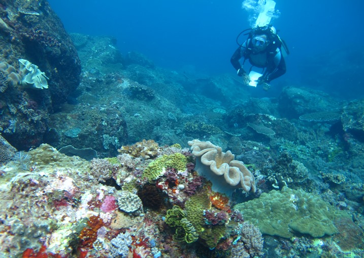 Ekosistem terumbu karang di perairan kawasan timur Indonesia (dok. wwf)